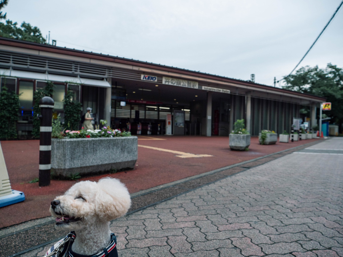 井の頭公園 初散歩 あかりぱぱの徒然なるままに 井の頭公園 初散歩 あかりぱぱの徒然なるままに