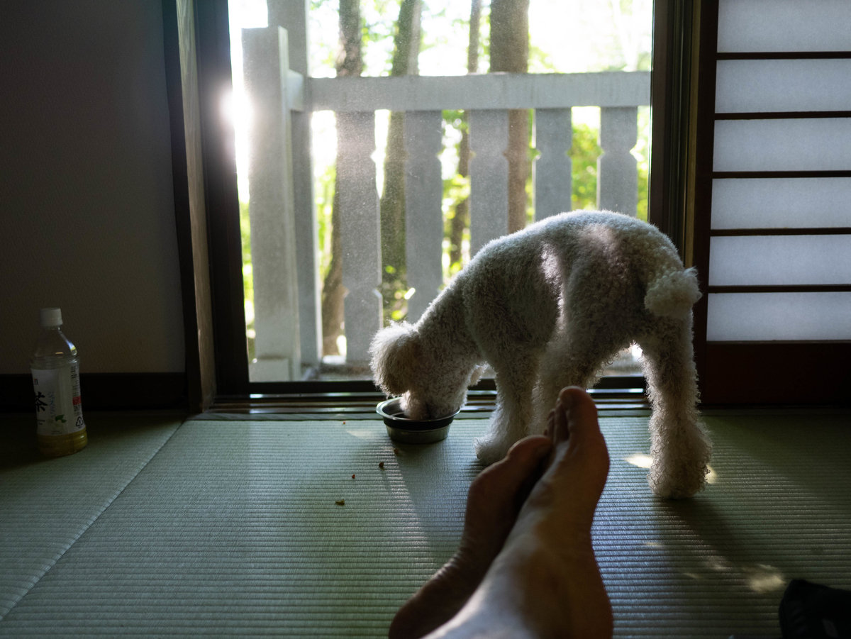 f:id:AKARI_PAPA:20200906170258j:plain