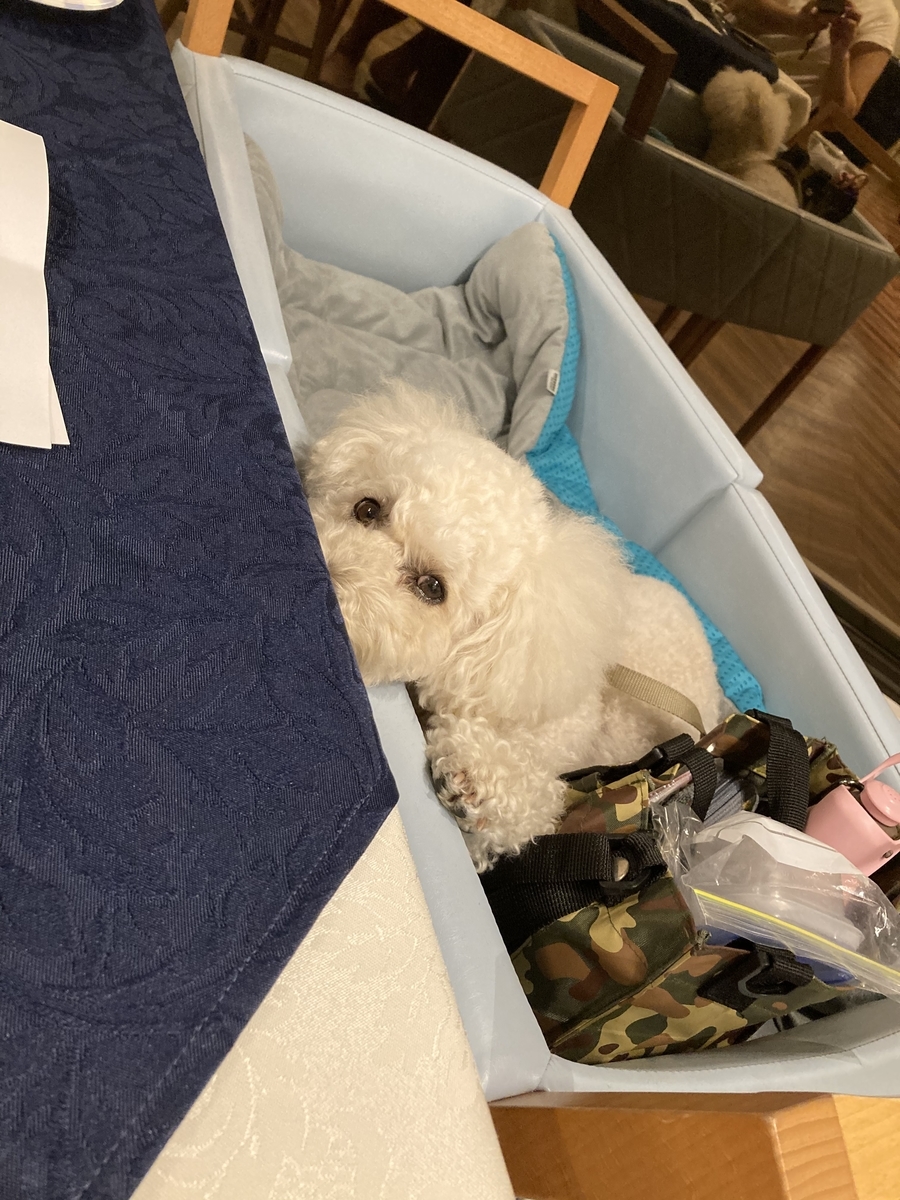 f:id:AKARI_PAPA:20200921070601j:plain f:id:AKARI_PAPA:20200921070601j:plain