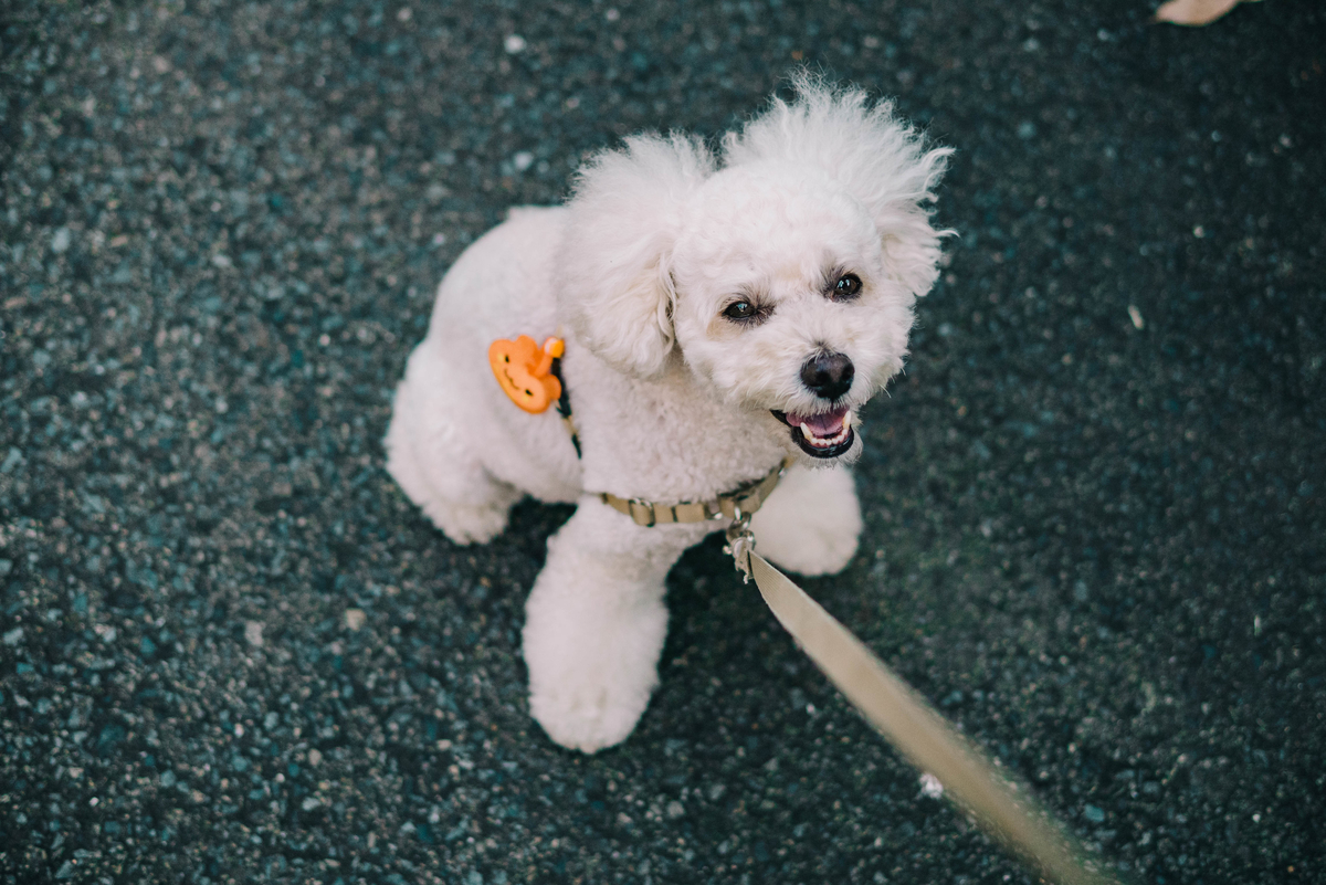 f:id:AKARI_PAPA:20200923083102j:plain f:id:AKARI_PAPA:20200923083102j:plain