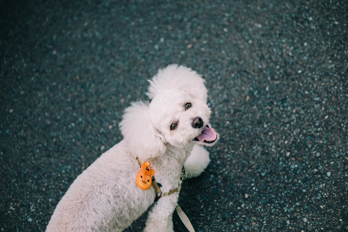 f:id:AKARI_PAPA:20200923083118j:plain f:id:AKARI_PAPA:20200923083118j:plain