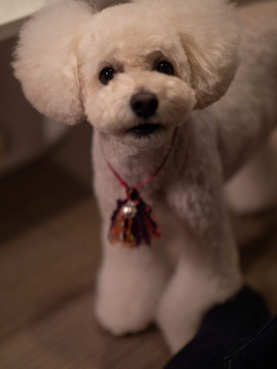 f:id:AKARI_PAPA:20201010193430j:plain f:id:AKARI_PAPA:20201010193430j:plain