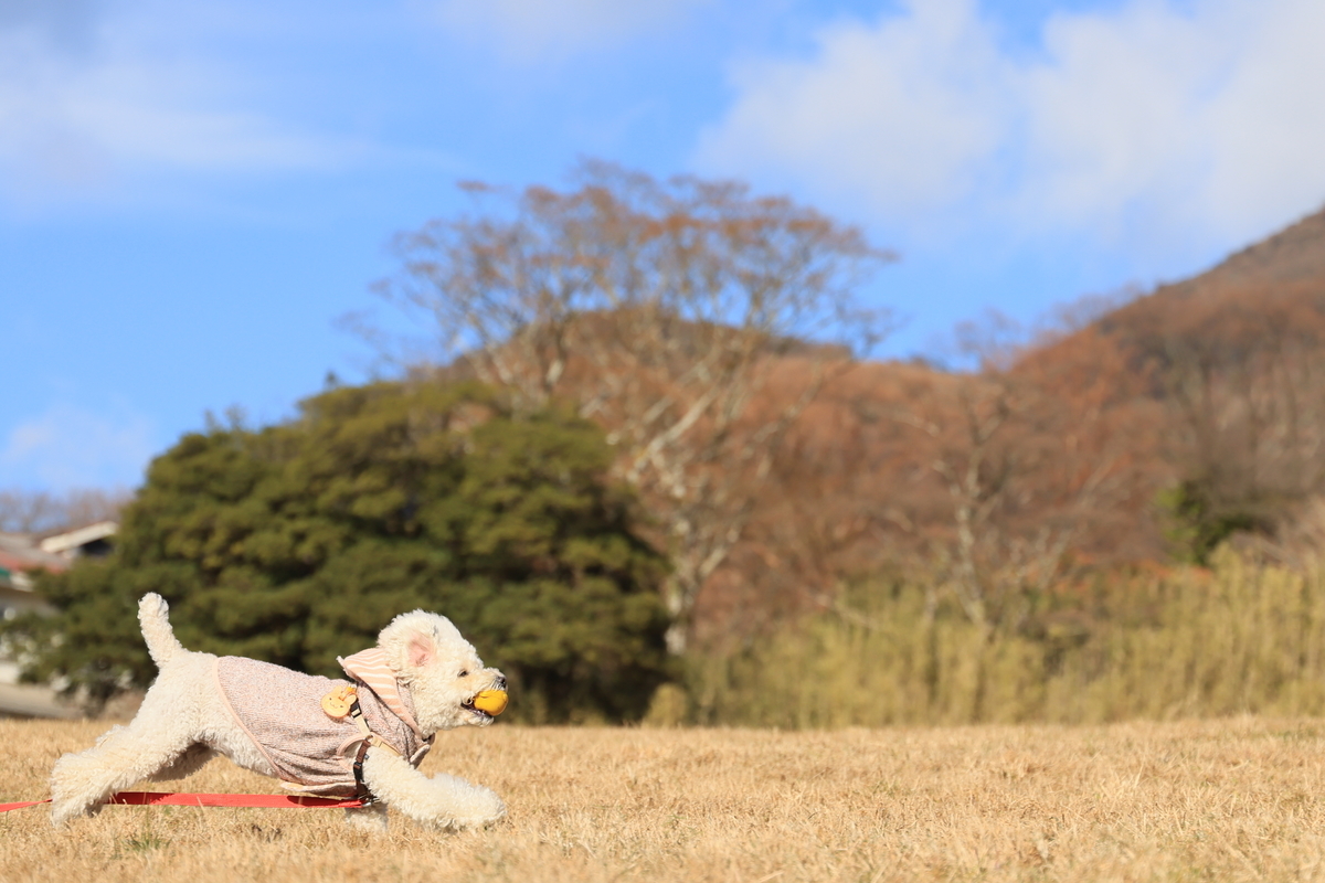 f:id:AKARI_PAPA:20201206221035j:plain