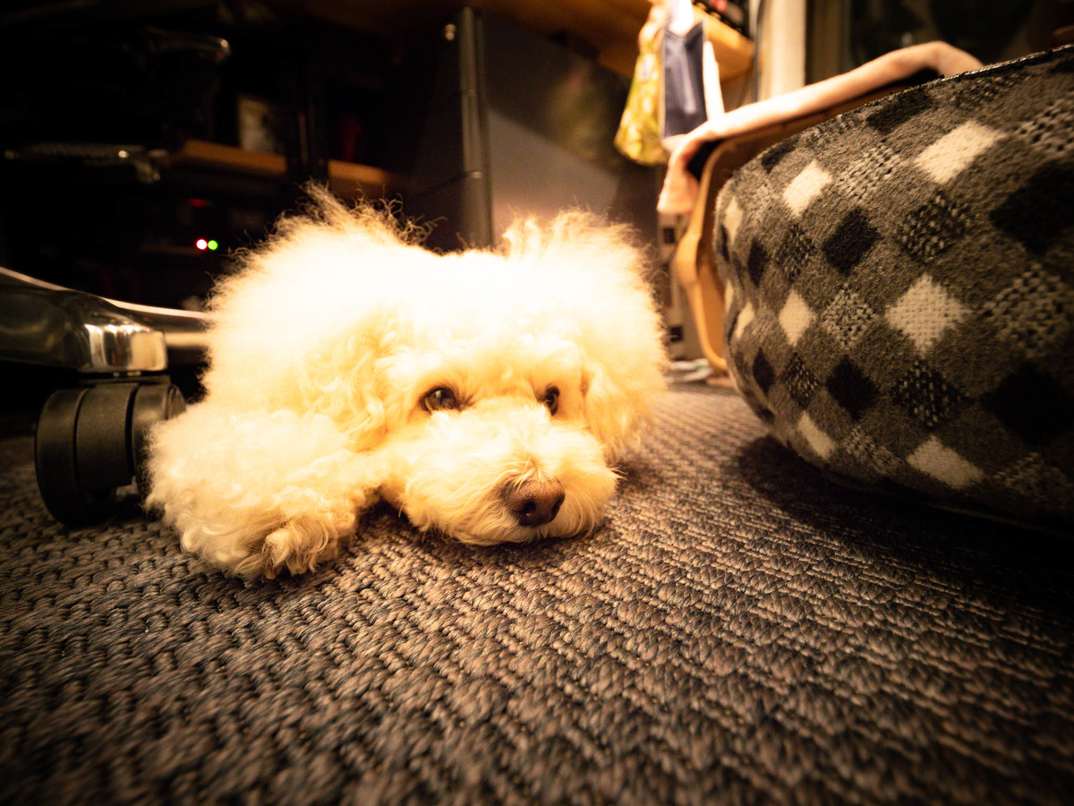 f:id:AKARI_PAPA:20201212131054j:plain