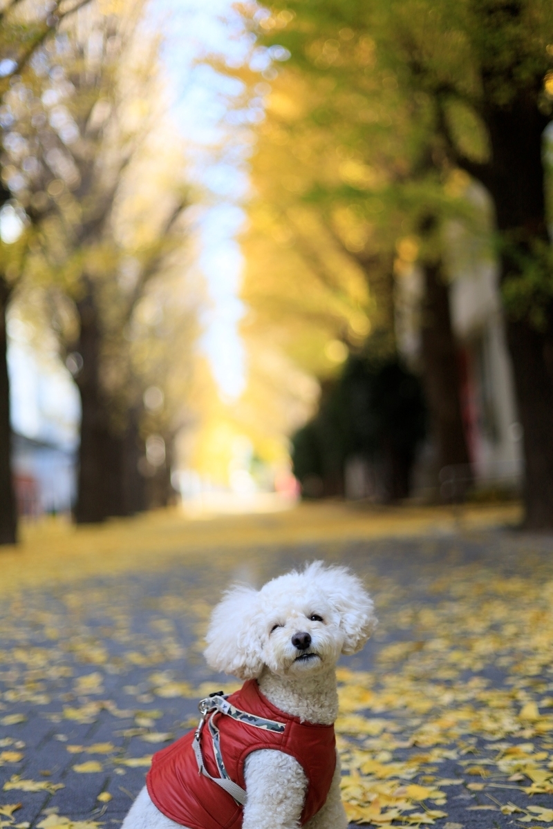 f:id:AKARI_PAPA:20201214054047j:plain