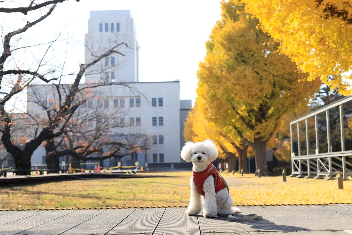 f:id:AKARI_PAPA:20201214054154j:plain