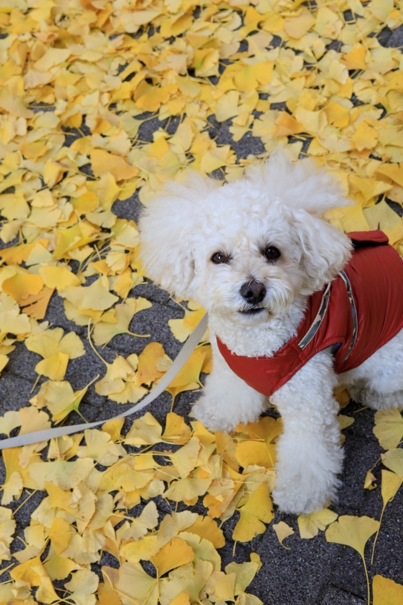 f:id:AKARI_PAPA:20201214054206j:plain