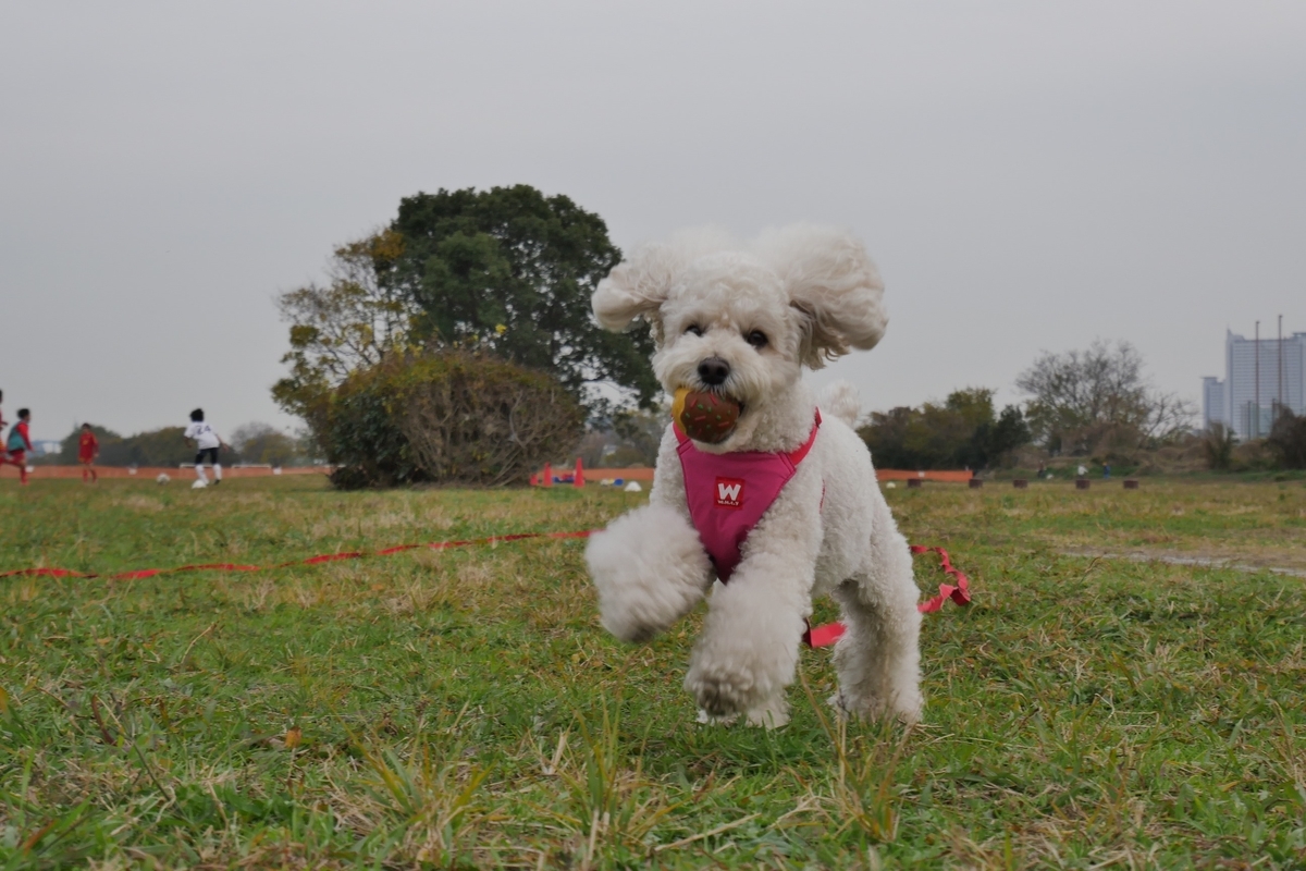 f:id:AKARI_PAPA:20201214054513j:plain