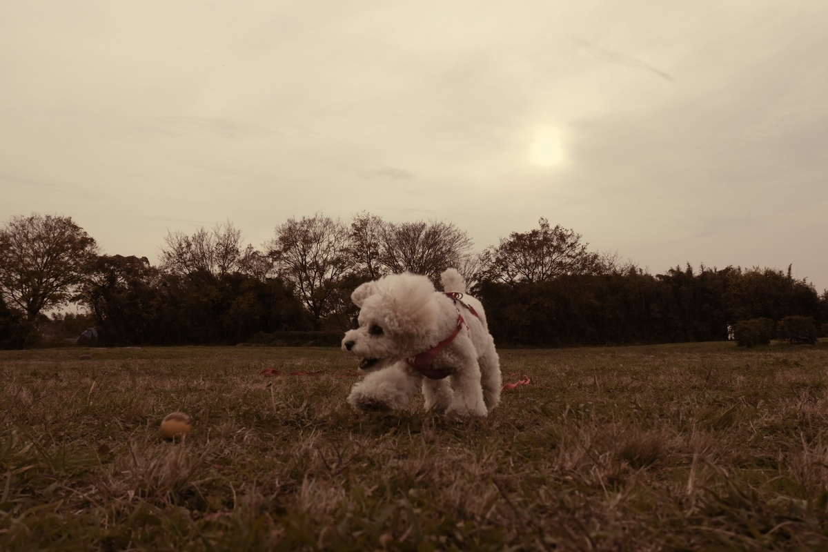 f:id:AKARI_PAPA:20201214054618j:plain