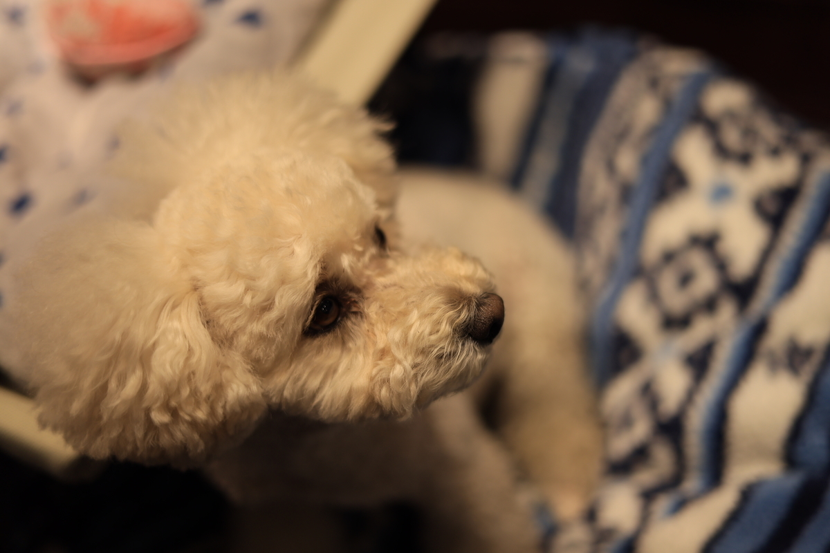 f:id:AKARI_PAPA:20210211185401j:plain