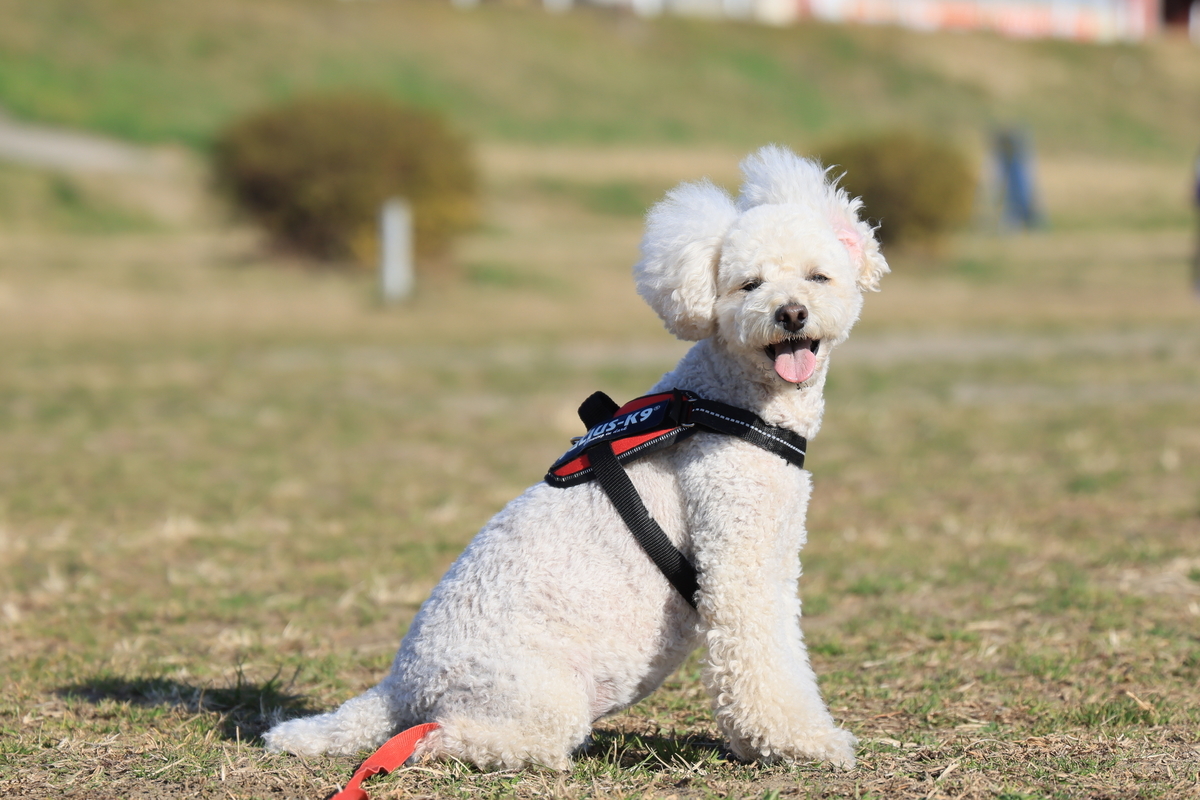 f:id:AKARI_PAPA:20210221084017j:plain