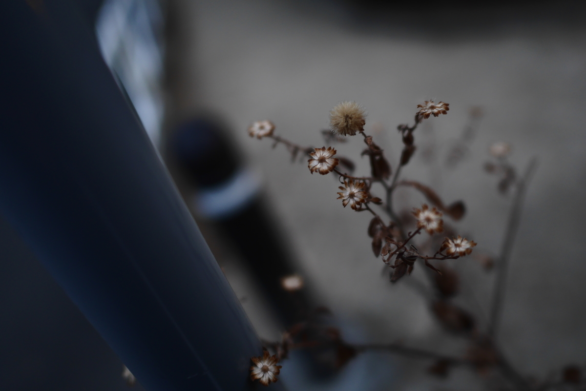 f:id:AKARI_PAPA:20210227190031j:plain