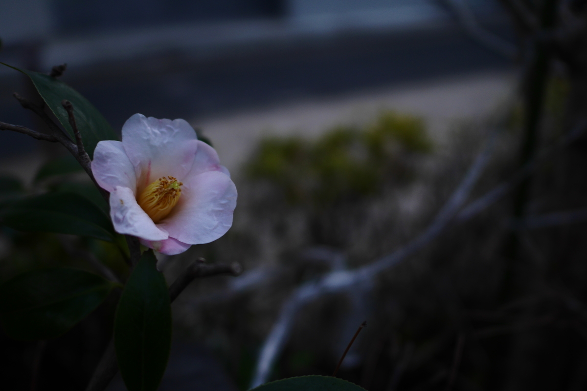 f:id:AKARI_PAPA:20210227190122j:plain