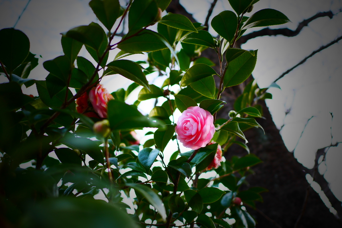 f:id:AKARI_PAPA:20210227190145j:plain