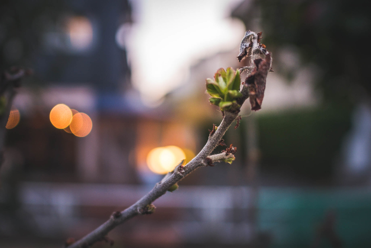 f:id:AKARI_PAPA:20210228183831j:plain