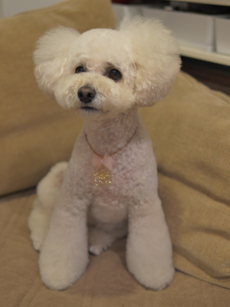 f:id:AKARI_PAPA:20210404192924j:plain