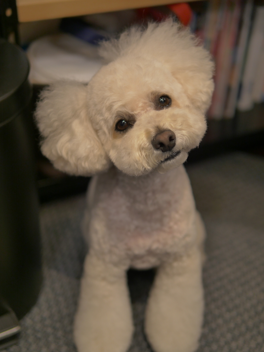 f:id:AKARI_PAPA:20210404193128j:plain