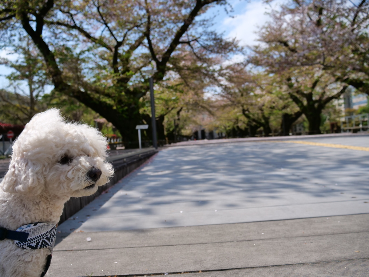 f:id:AKARI_PAPA:20210405070632j:plain