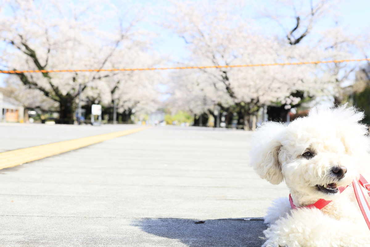 f:id:AKARI_PAPA:20210503183039j:plain