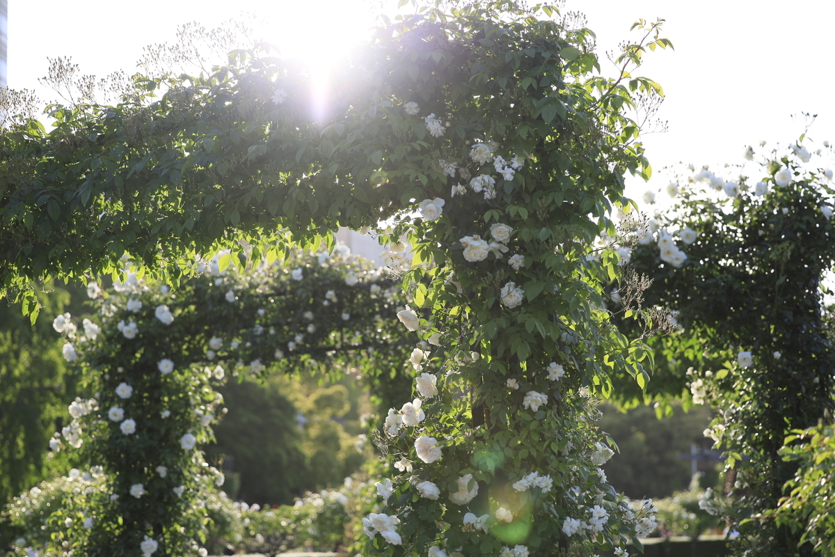 f:id:AKARI_PAPA:20210509190726j:plain