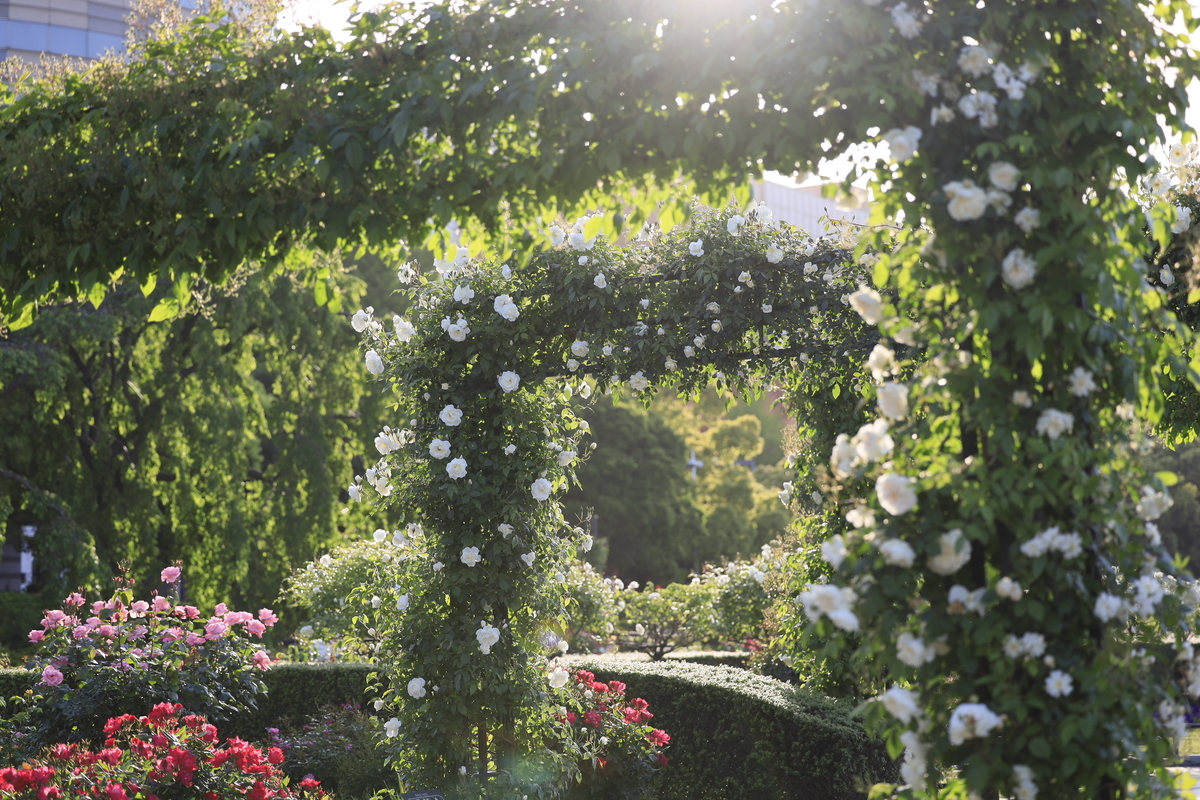 f:id:AKARI_PAPA:20210509192714j:plain