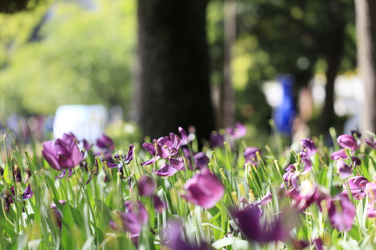 f:id:AKARI_PAPA:20210509192927j:plain