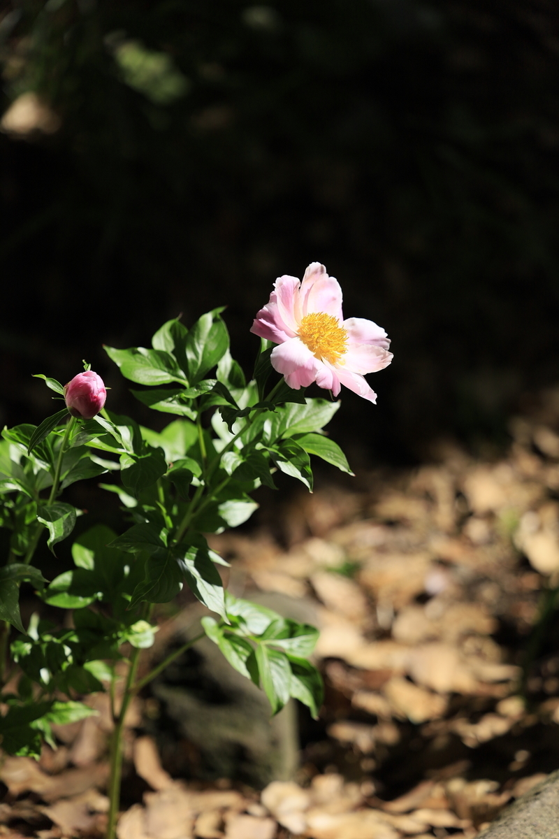 f:id:AKARI_PAPA:20210509192940j:plain