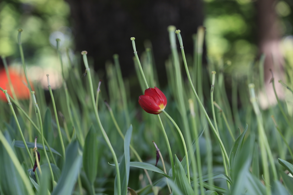 f:id:AKARI_PAPA:20210509193016j:plain