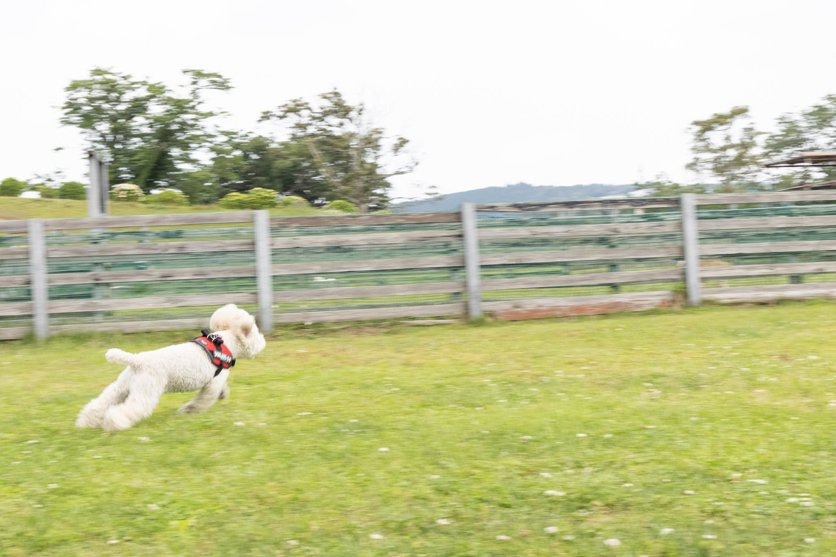 f:id:AKARI_PAPA:20210604055451j:plain