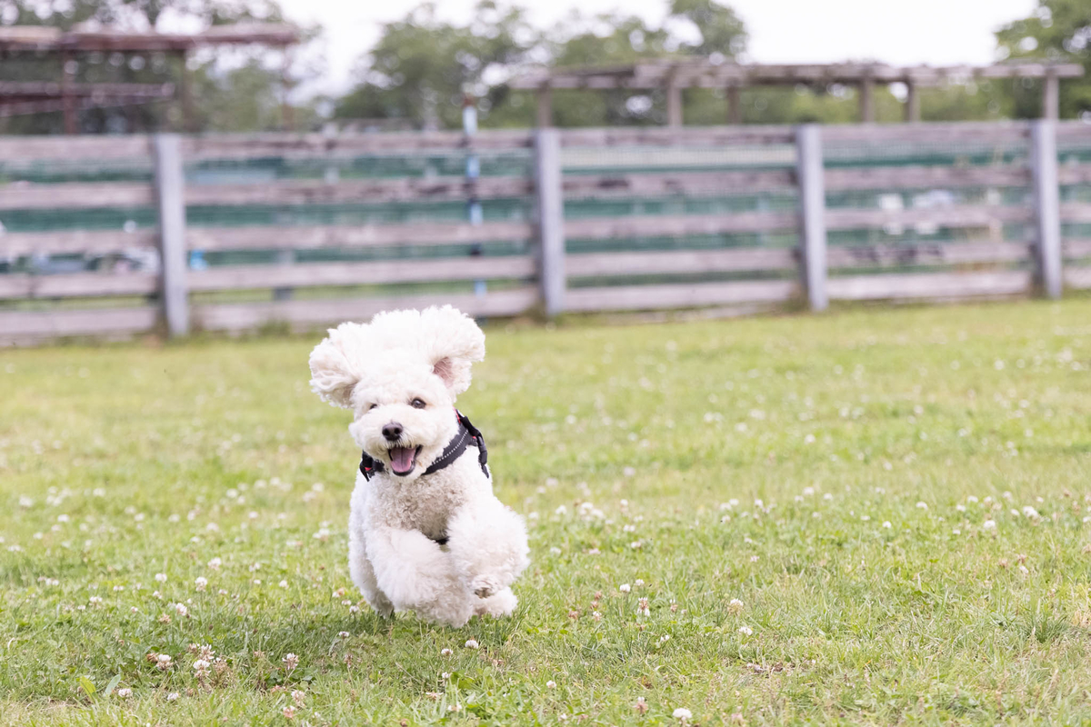 f:id:AKARI_PAPA:20210604055502j:plain