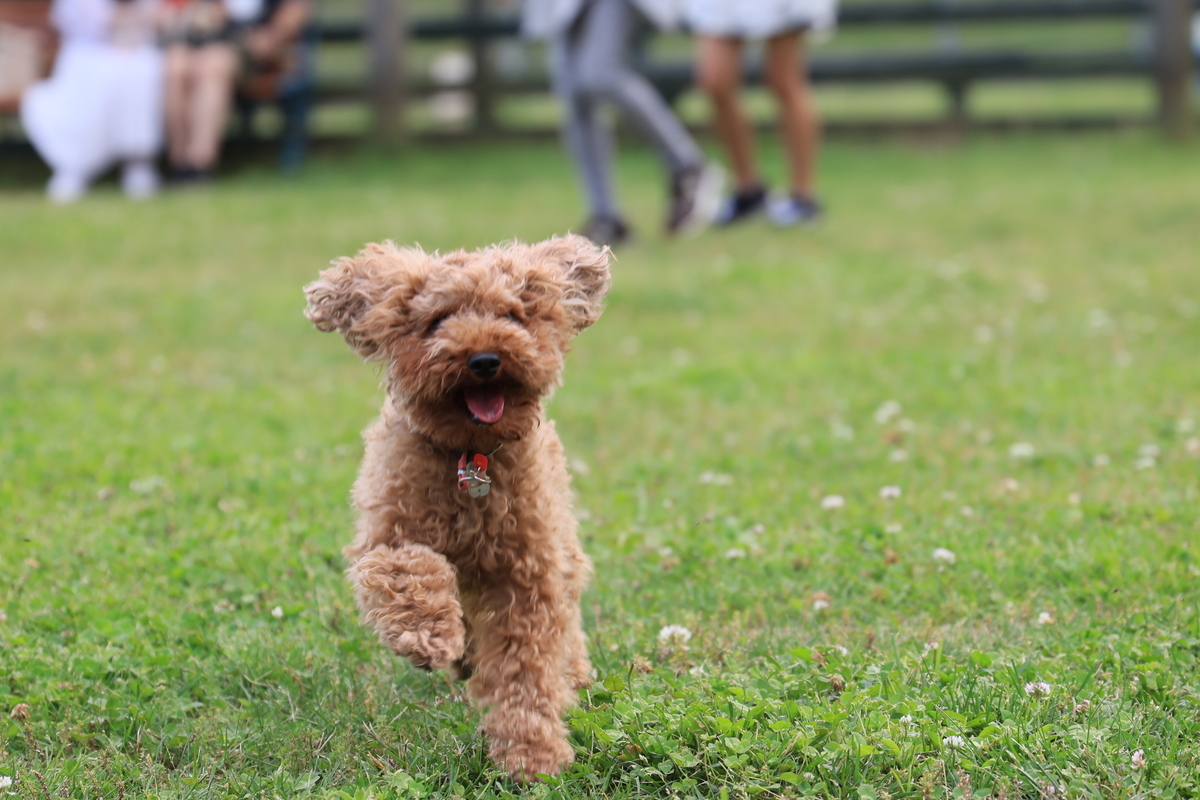 f:id:AKARI_PAPA:20210604063725j:plain