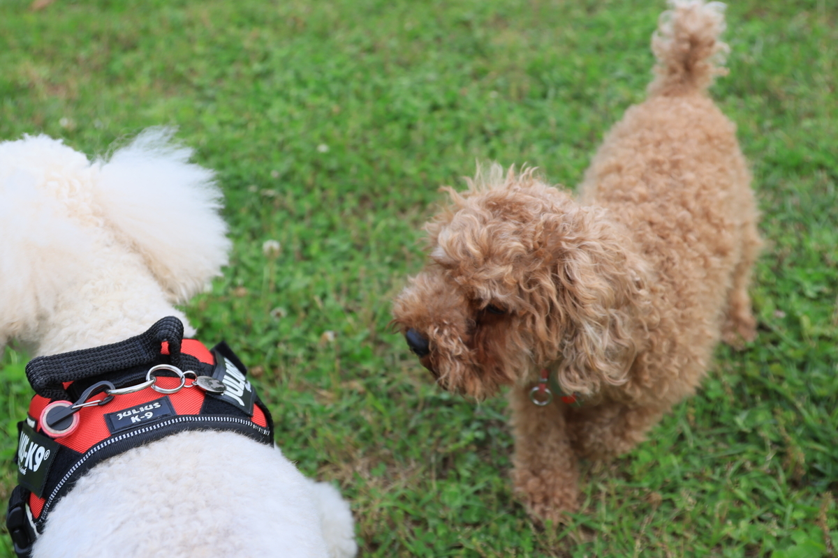 f:id:AKARI_PAPA:20210604063914j:plain