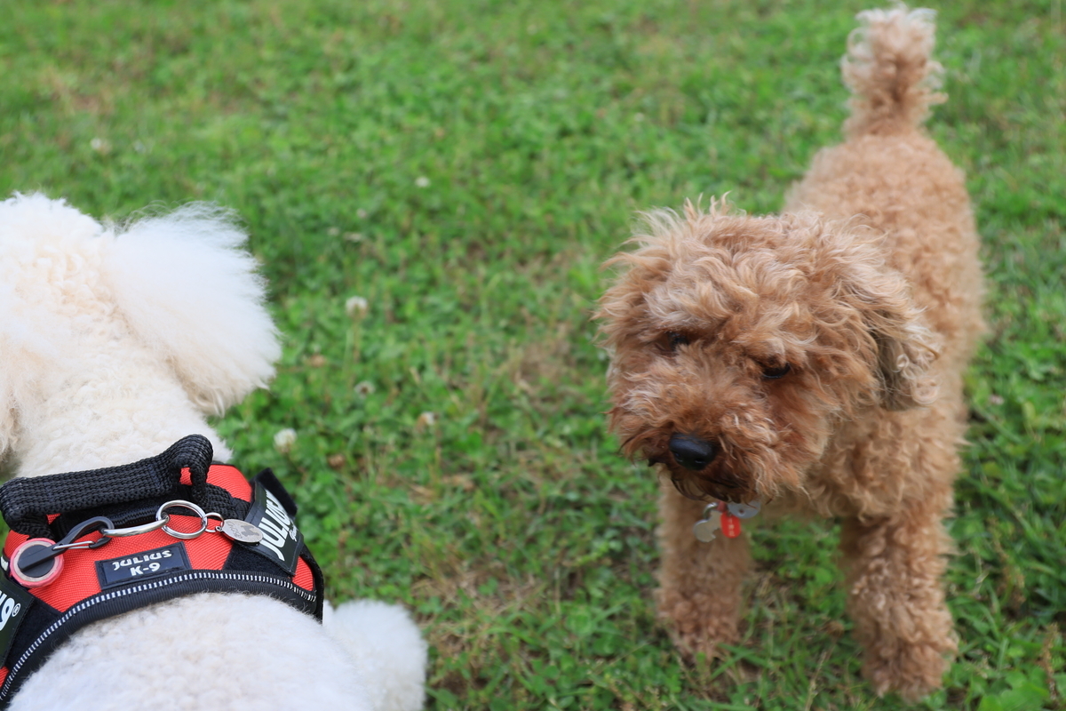 f:id:AKARI_PAPA:20210604063933j:plain