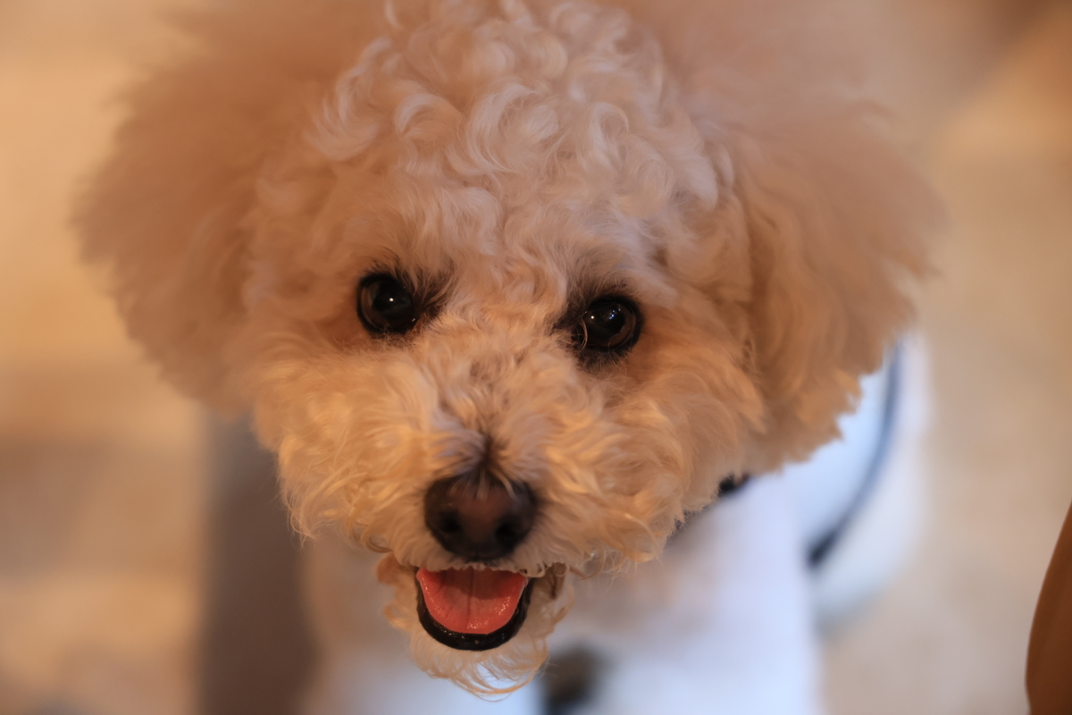 f:id:AKARI_PAPA:20210711192230j:plain