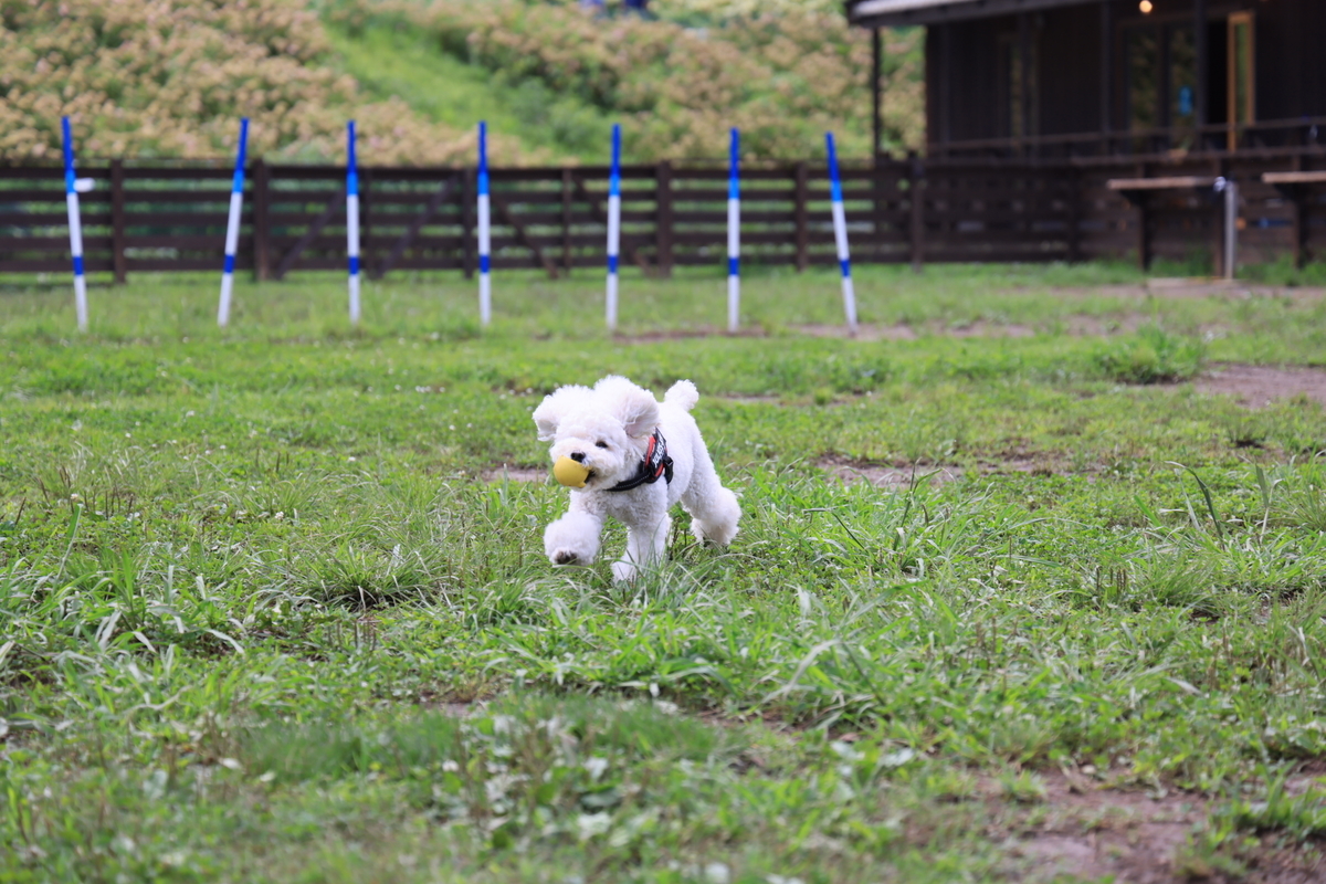 f:id:AKARI_PAPA:20210711192314j:plain