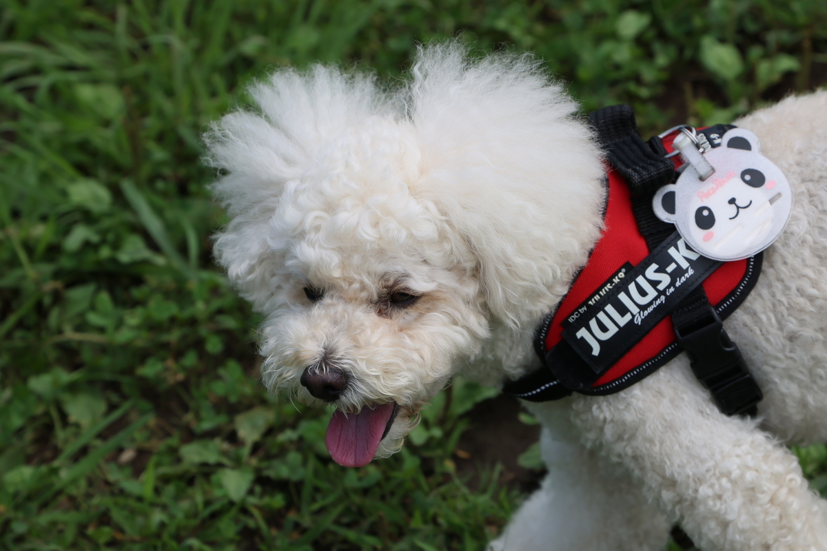 f:id:AKARI_PAPA:20210711192334j:plain