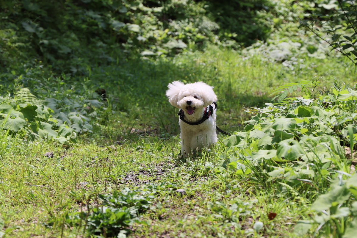 f:id:AKARI_PAPA:20210711192507j:plain