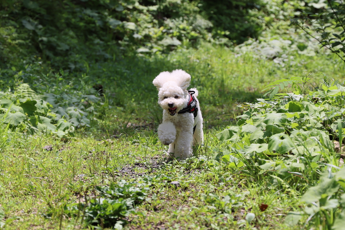 f:id:AKARI_PAPA:20210711192518j:plain