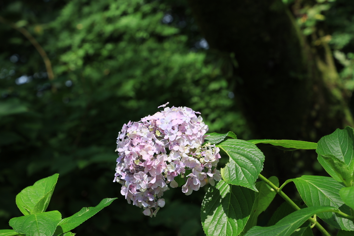 f:id:AKARI_PAPA:20210711192600j:plain