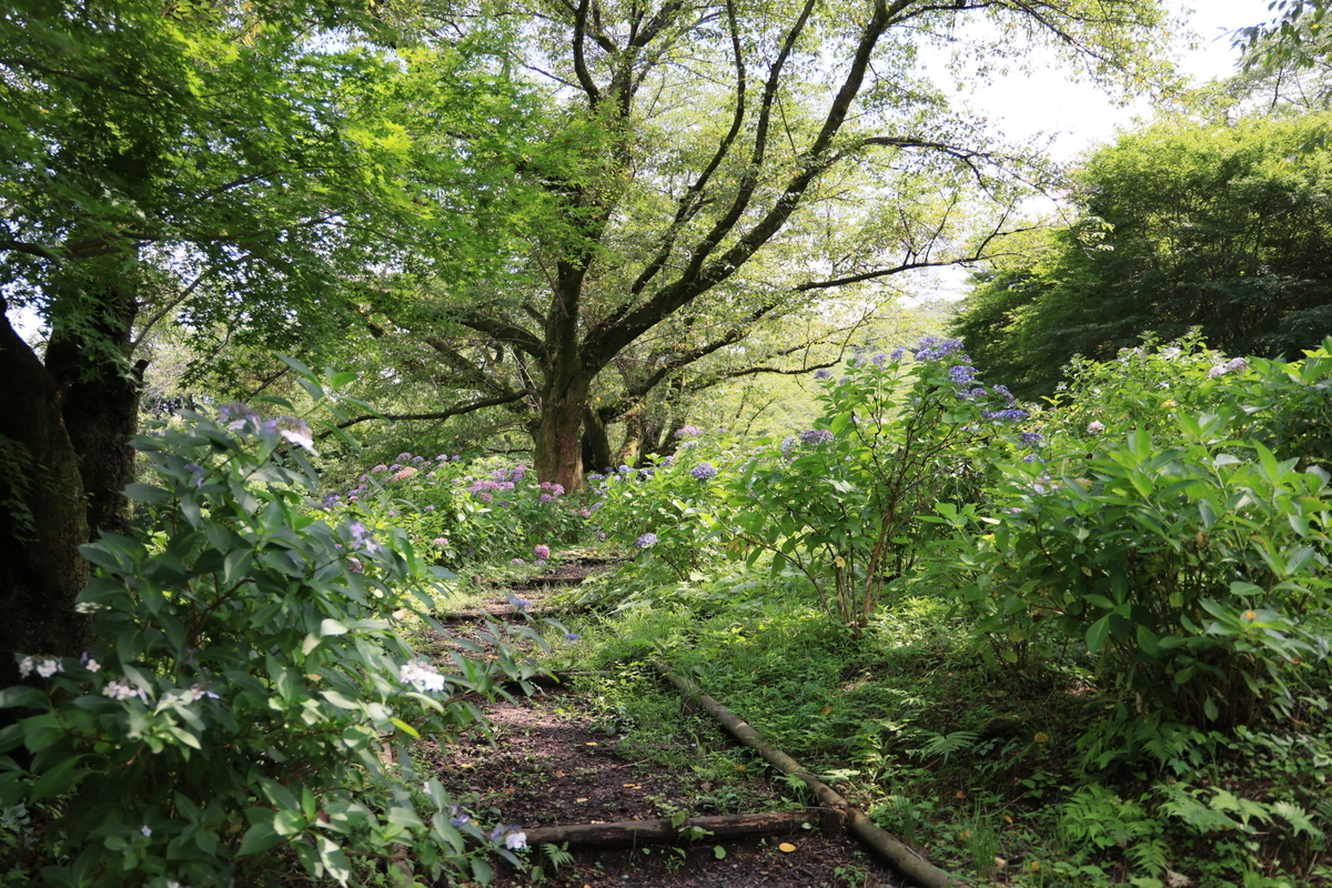 f:id:AKARI_PAPA:20210711192605j:plain