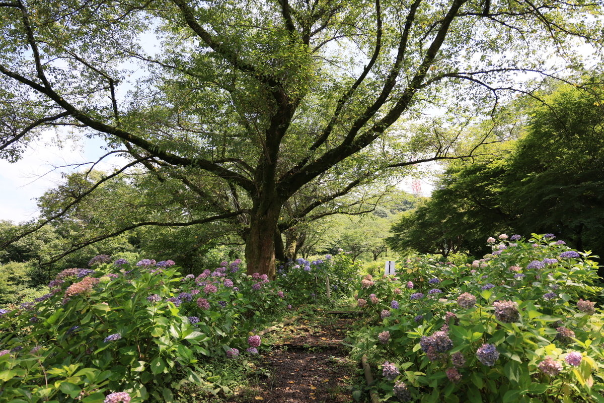 f:id:AKARI_PAPA:20210711192708j:plain