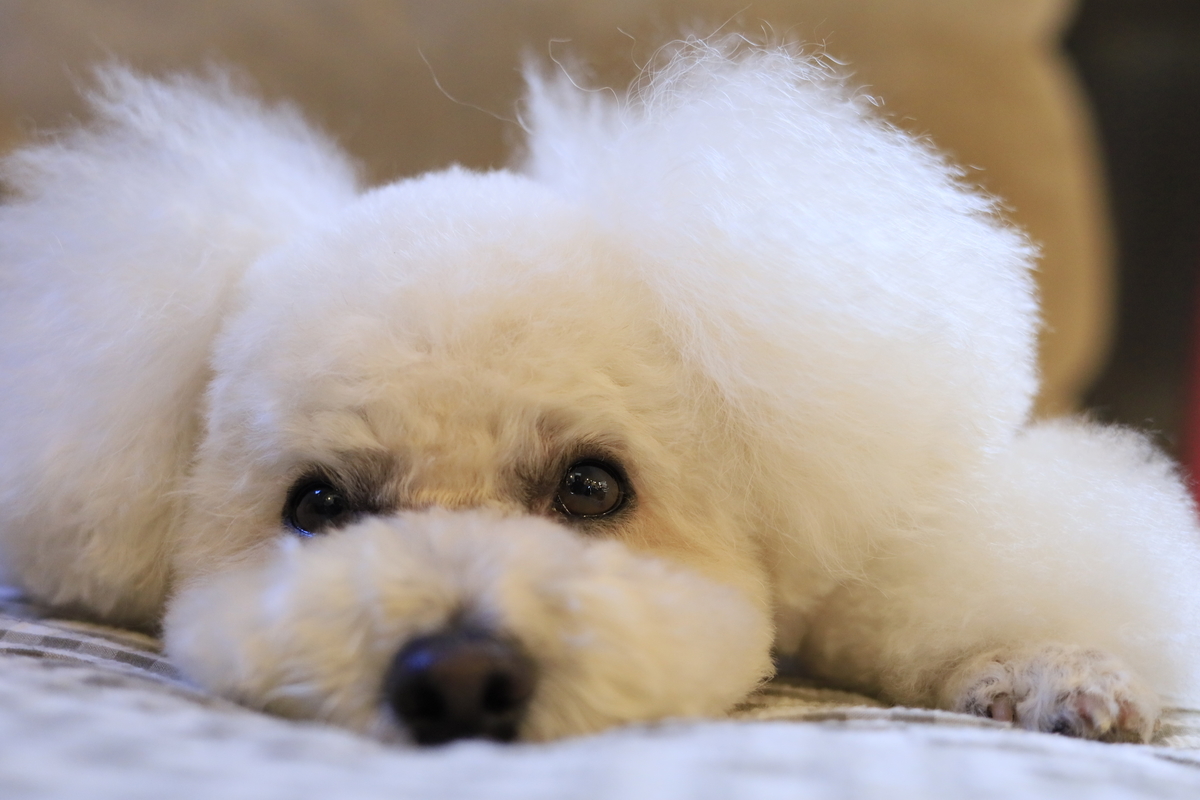 f:id:AKARI_PAPA:20210719000016j:plain