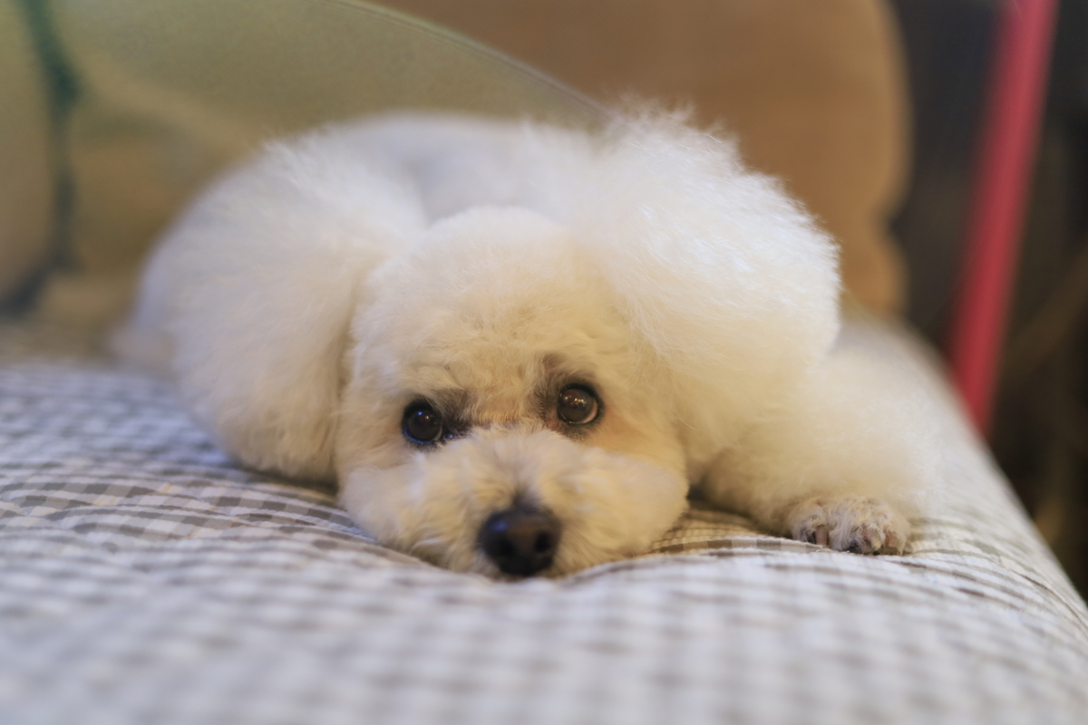 f:id:AKARI_PAPA:20210719000046j:plain