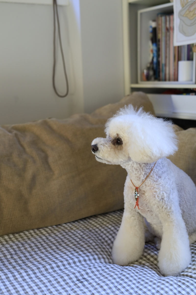 f:id:AKARI_PAPA:20210719000118j:plain