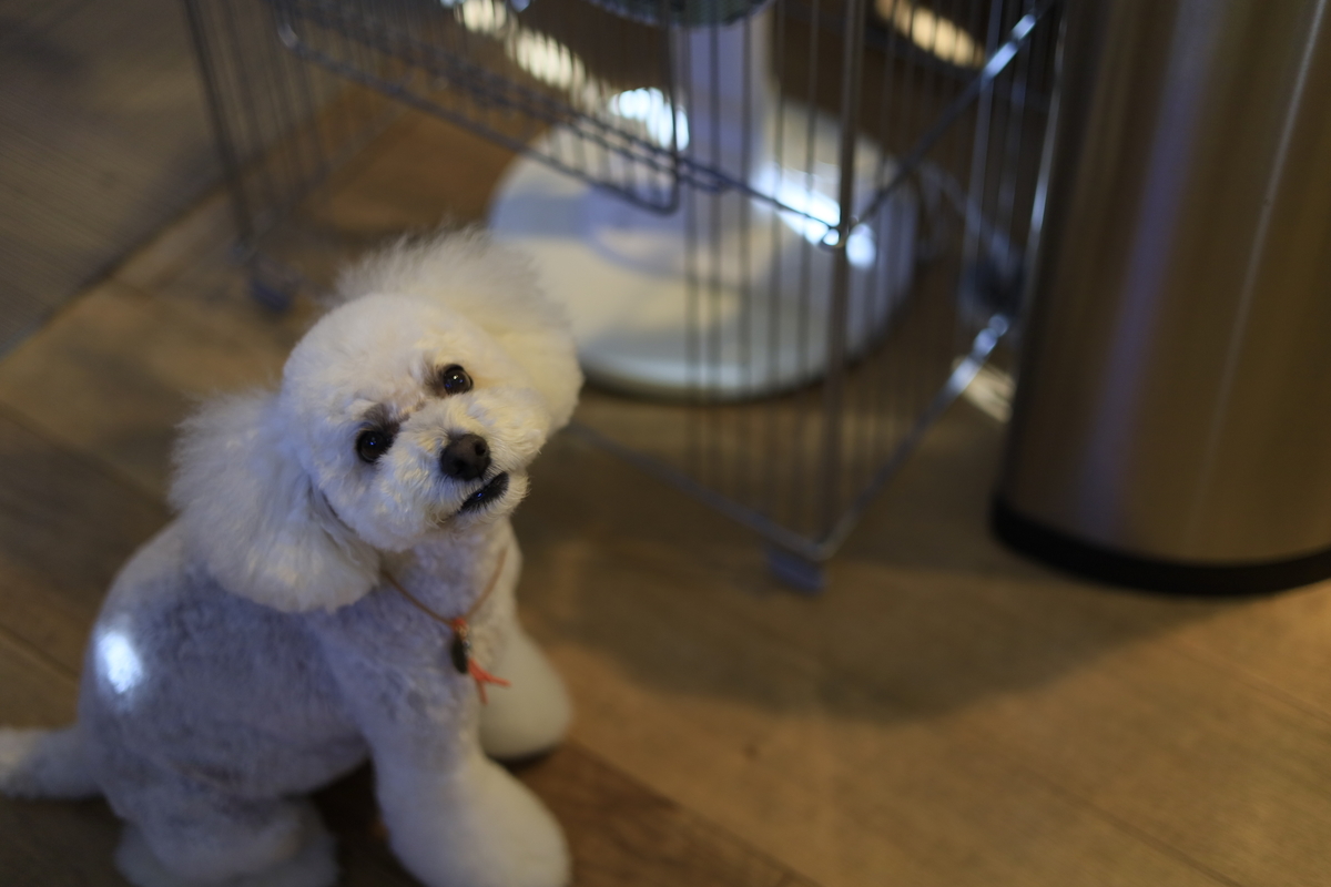 f:id:AKARI_PAPA:20210719000139j:plain