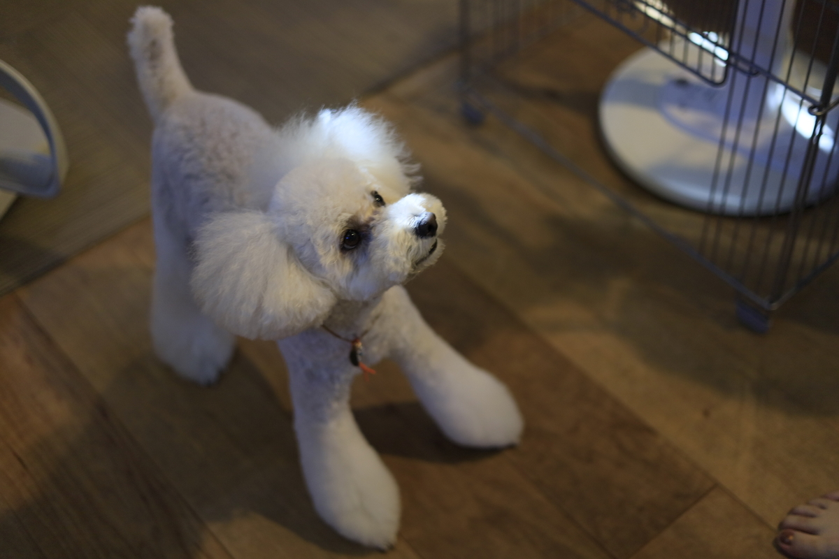 f:id:AKARI_PAPA:20210719000200j:plain