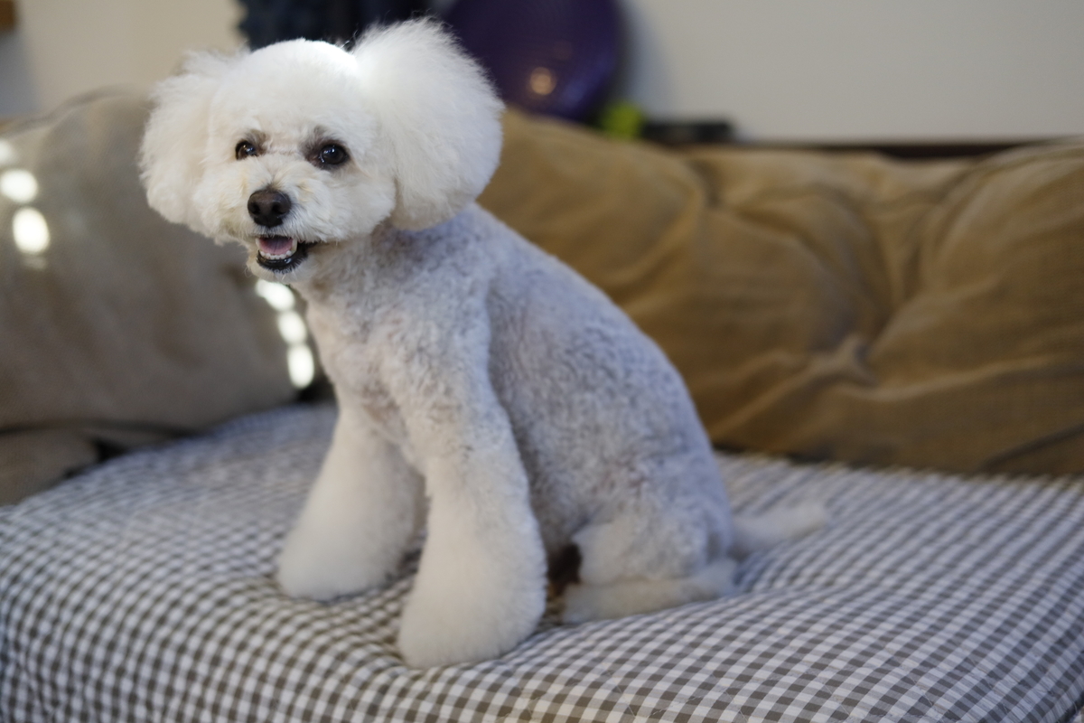 f:id:AKARI_PAPA:20210719000301j:plain