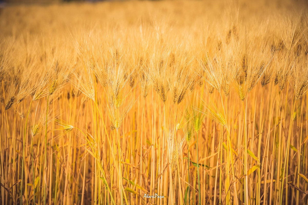 f:id:AKARI_PAPA:20210719000937j:plain