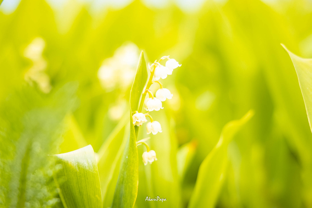 f:id:AKARI_PAPA:20210719004455j:plain