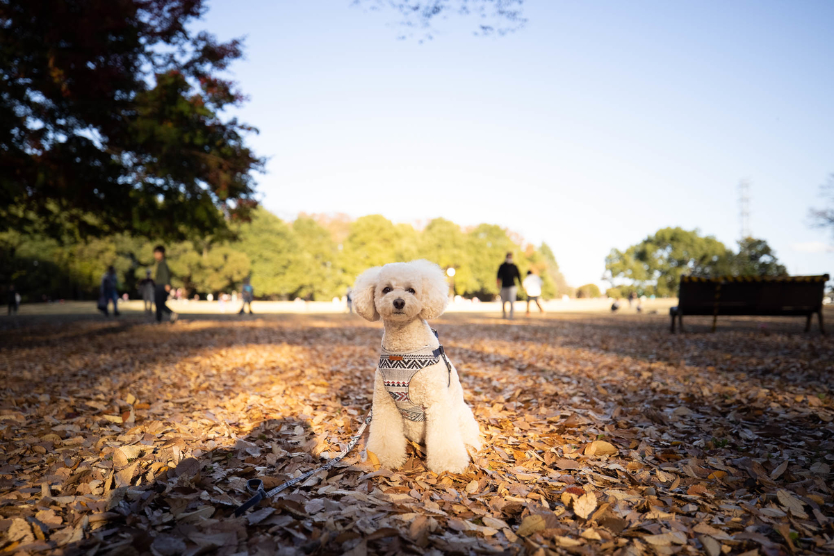 f:id:AKARI_PAPA:20210724200043j:plain